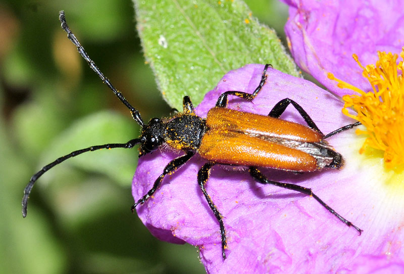 dalla Grecia: Paracorymbia pallens ed altri Cerambycidae